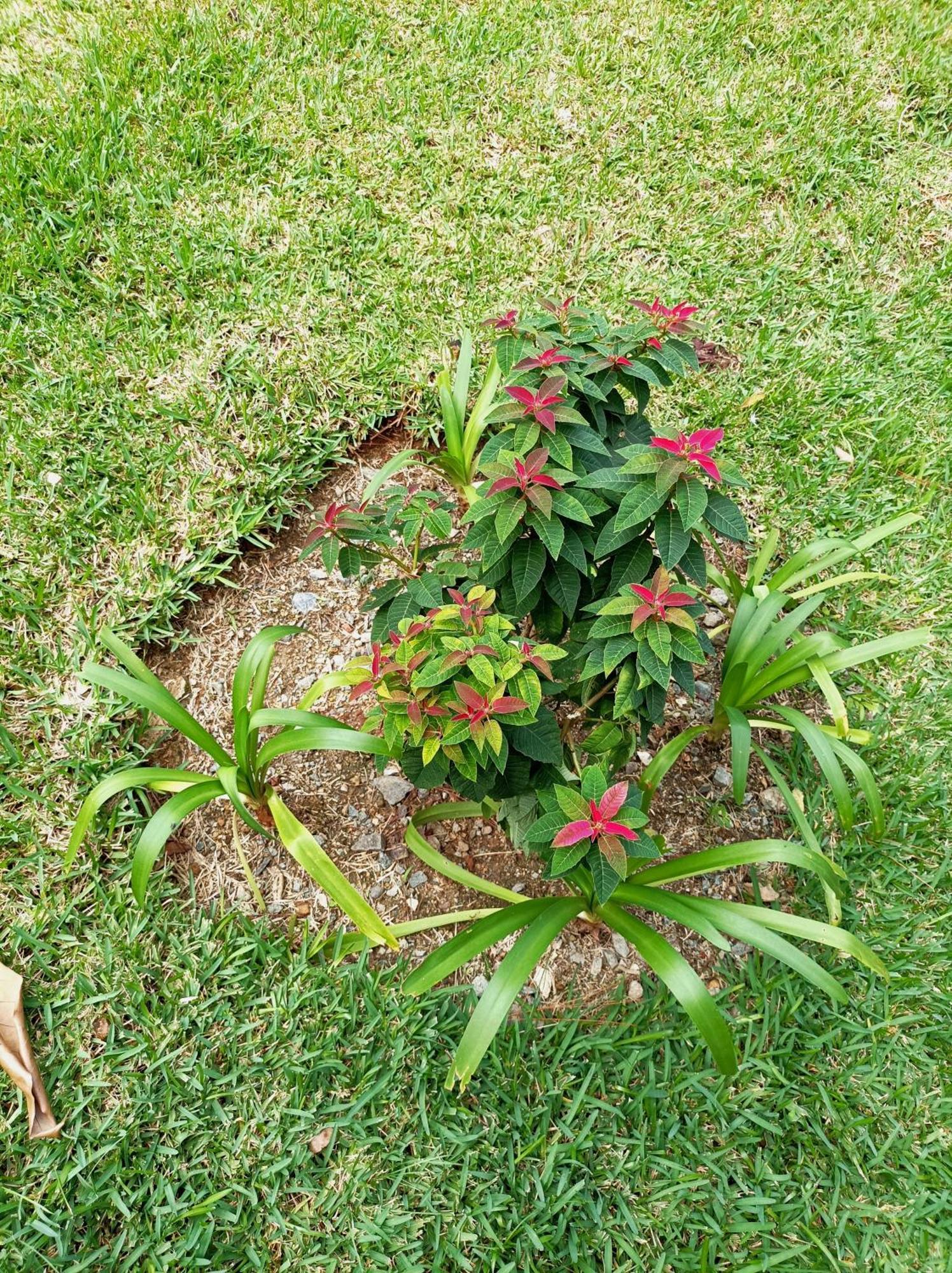 Cat-B&B Mi Hogar Jarabacoa Bagian luar foto